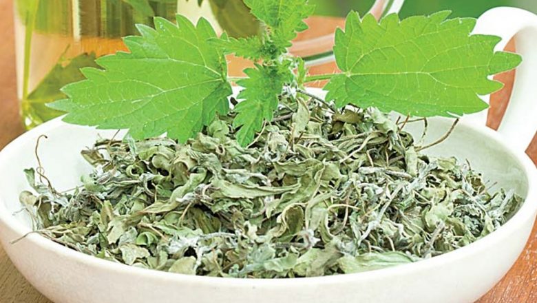 Beneficiile Ceaiului de Urzică: Un Remediu Natural Împotriva Anemiei și Nu Numai
