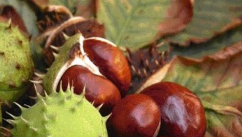 Beneficiile castanelor: Remedii naturale pentru diverse afecțiuni