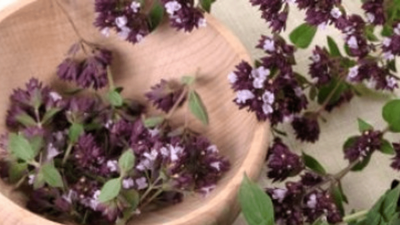 Oregano: Condimentul care luptă împotriva gastroenteritei prin carvacrol
