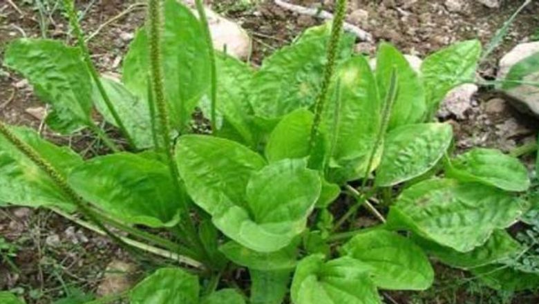 Mipola: Băutura Antiseptică din Pătlagină care Promite Sănătate și Vitalitate