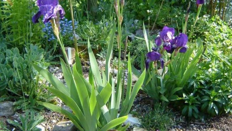 Stânjenelul: O Comoară a Naturii în Lupta cu Boli Diverse