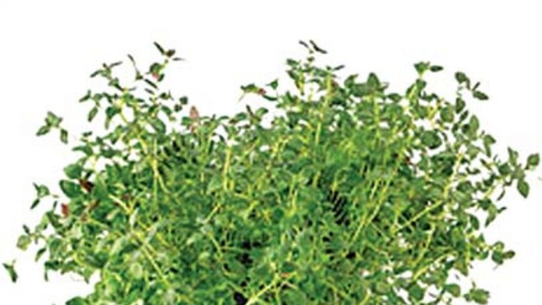 Cimbrul: Un Remediu Natural pentru Patru Afecțiuni Comune