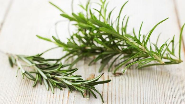 Beneficiile Rozmarinului: Un Condiment Medicinal pentru Sănătatea Ta