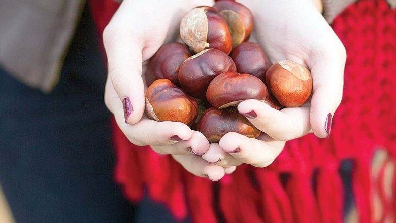 Castanele: Remediul Natural pentru Varice și Alte Afecțiuni Venoase