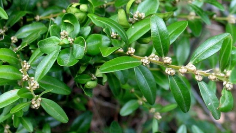 Chimişirul: Un Remediu Natural în Lupta cu Bolile Moderne