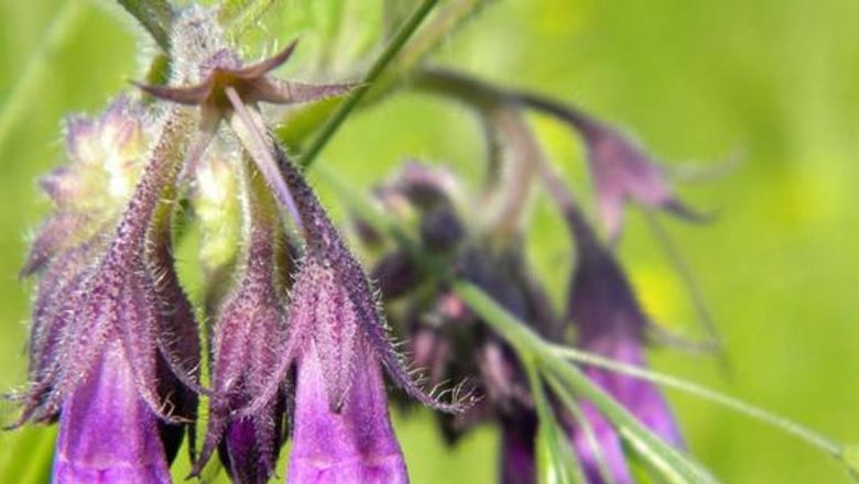Tătăneasa: Planta Miraculoasă cu Proprietăți Terapeutice Remarcabile