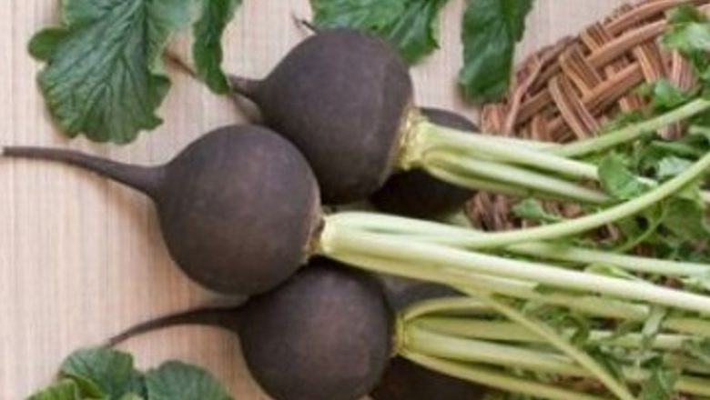 Ridichea Neagră: Superalimentul Sezonului Rece și Beneficiile Sale Remarcabile