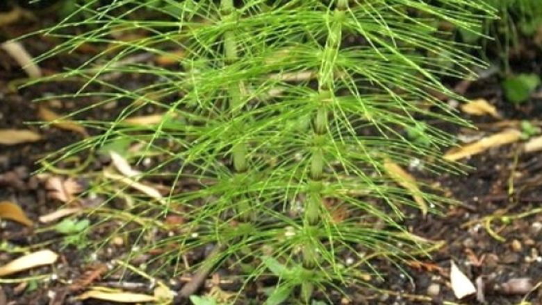 Coada Calului: Planta Medicinală Care Întreține Sănătatea Oaselor și Articulațiilor