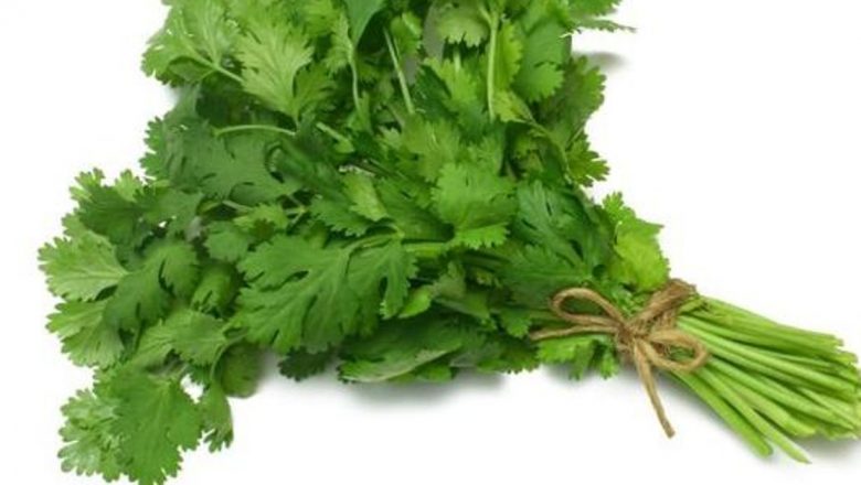Coriandrul: Remediul Natural pentru Bolile Gravi și Beneficiile Sale Incredibile