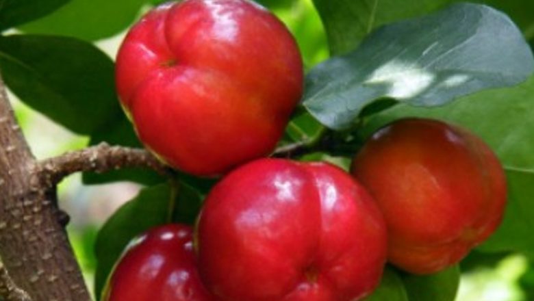 Fructele esențiale în combaterea anemiei: O abordare nutrițională profundă