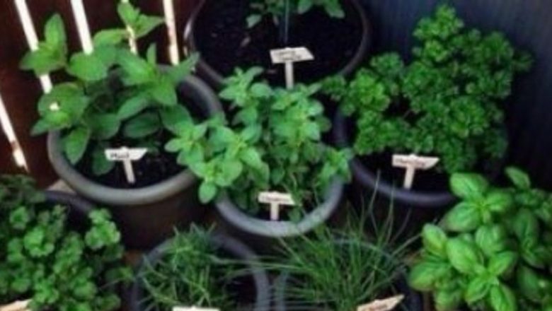 Plantele ca soluții naturale în combaterea diabetului: O analiză detaliată a cercetărilor recente