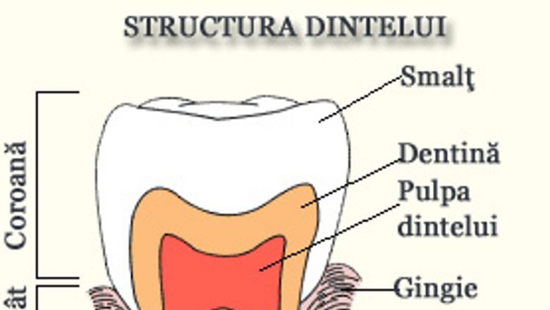 Câți dinți are un om și alte curiozități despre dantura umană: O explorare detaliată