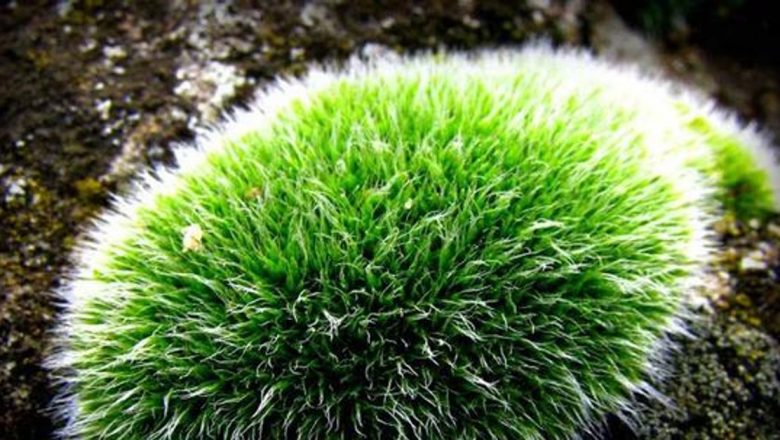 Muşchiul de piatră: Un remediu natural în lupta împotriva bolilor grave