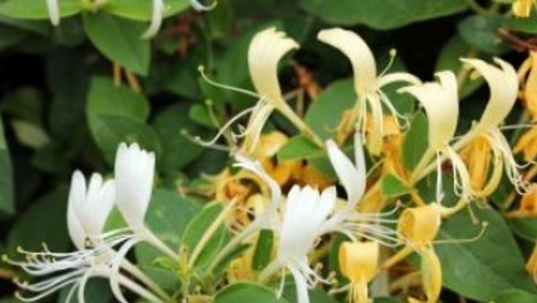 Leacurile Maicii Domnului: Întoarcerea la Natură prin Remedii Tradiționale