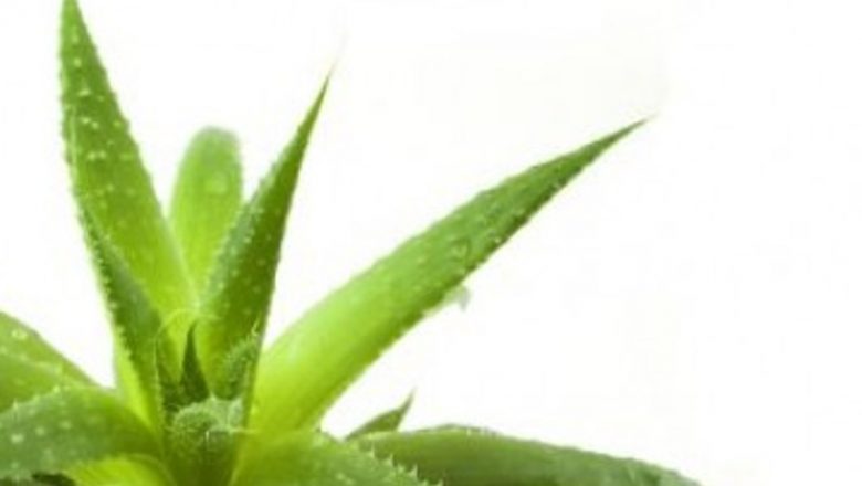 Explorarea profundă a beneficiilor aloe vera: un elixir natural pentru sănătate