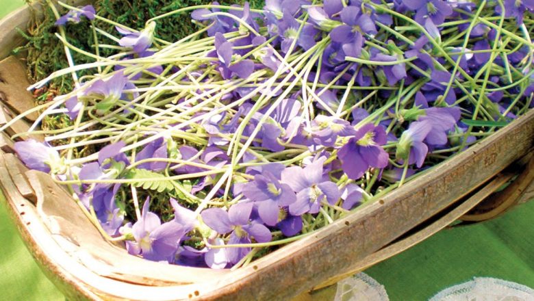 Cele Trei Plante de Primăvară Care Îți Pot Îmbunătăți Sănătatea: Lăcrămioare, Toporași și Anemone