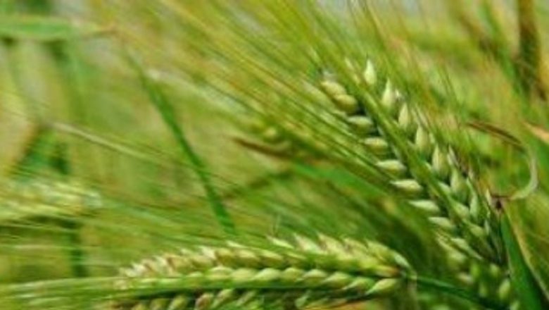 Puterea miraculoasă a orzului verde: Tratamente naturiste pentru sănătate
