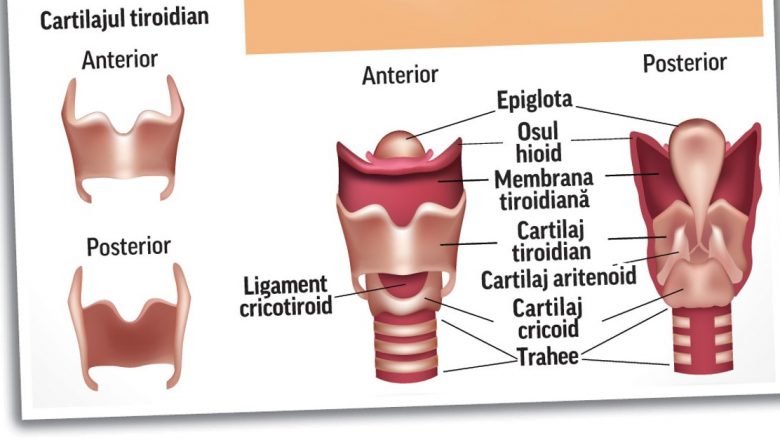 Înțelegerea problemelor tiroidiene: Factori de risc, diagnostic și investigații esențiale