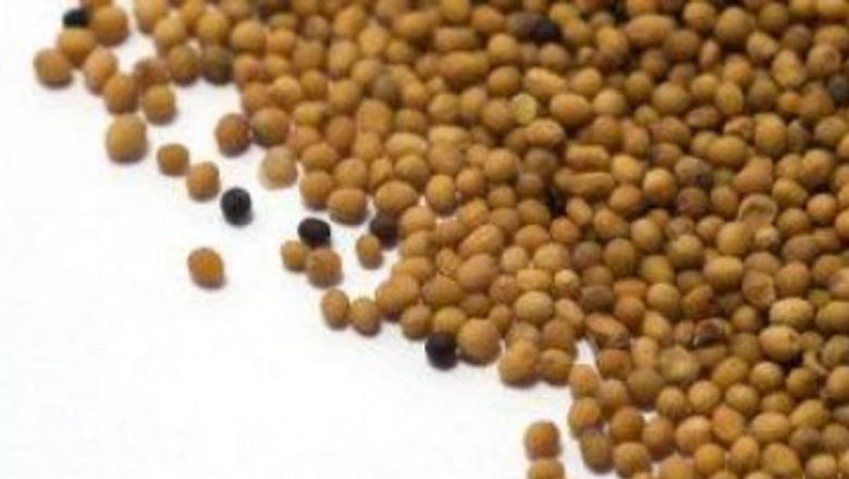 Beneficiile Remediilor Naturiste cu Boabe de Muștar: O Analiză Detaliată