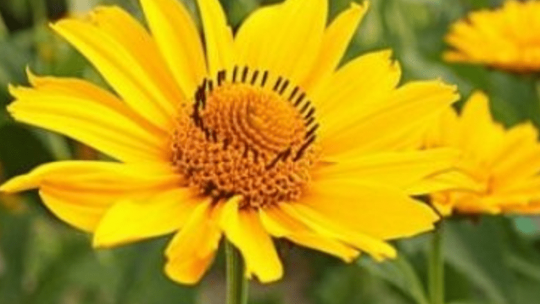 Arnica: Timpul a dovedit eficiența acestui remediu natural pentru sănătate