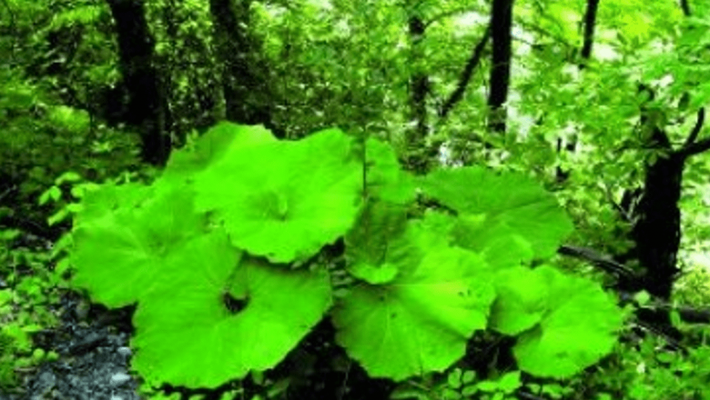 Brusturele: Un Remediu Naturist Eficient pentru Controlul Glicemiei și Nu Nu Numai