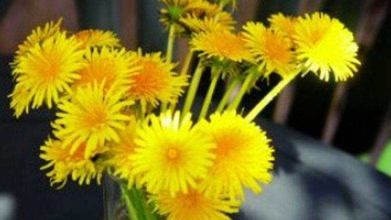 Beneficiile Dietelor Naturale: Cum Leurda, Păpădia și Tătăneasa Pot Sprijini Procesul de Slăbire