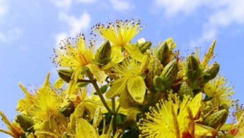 Efectele secundare ale plantelor: Ce trebuie să știm despre remediile naturale
