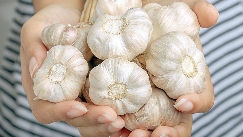 Usturoiul: Remediul Natural pentru Răceală și Tuse – Beneficii, Rețete și Perspective Ale Experților