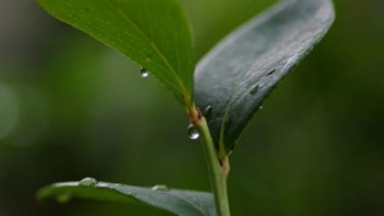 Beneficiile Tratamentelor Naturiste cu Foi de Dafing: O Analiză Detaliată