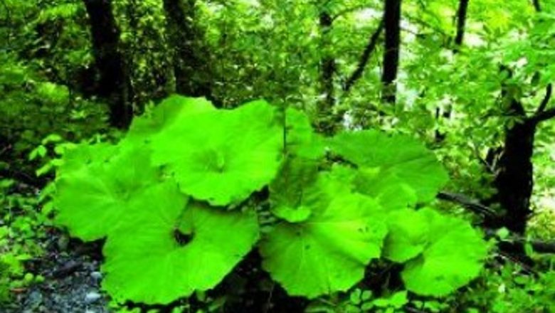 Brusturele: O Plantă Medicinală cu Beneficii Remarcabile pentru Glicemie și Nu Nu Numai