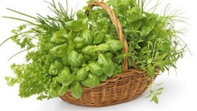 Plantele ca Remediu Antioboseală: O Analiză Detaliată a Beneficiilor Naturale
