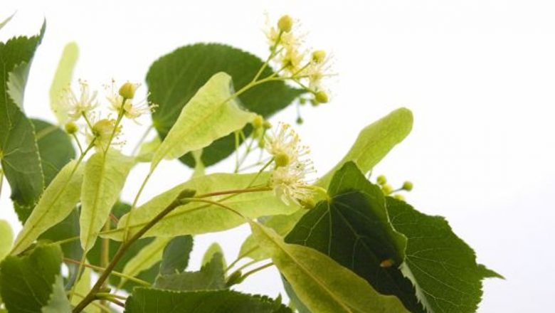 Florile de tei: O comoară de sănătate și frumusețe din natura noastră