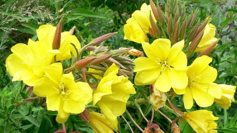 Luminiţa Nopţii: O Comoară a Naturii pentru Sănătatea Umane