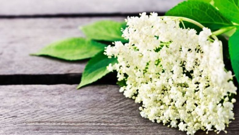 Ceaşca de sănătate: Florile de soc și beneficiile lor terapeutice