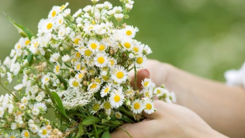Super-Plantele Medicinale: Beneficiile Ascunse pentru Sănătate