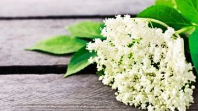 Socul: Remediul tradițional cu efecte vindecătoare și secretele sale din natură