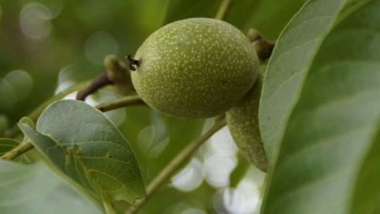 Beneficiile Remediilor Naturiste din Coji de Nuci Verzi: O Analiză Detaliată