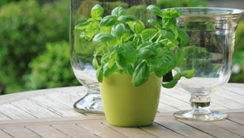 Beneficiile ascunse ale ceaiului de busuioc: Leacul naturii cu aromă divină