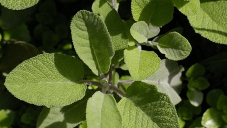Salvia: O Plantă Medicinală cu Tradiții și Beneficii Remarcabile
