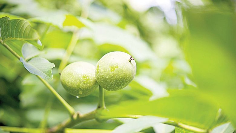 Nucile verzi: Leacul natural care ține bolile la distanță