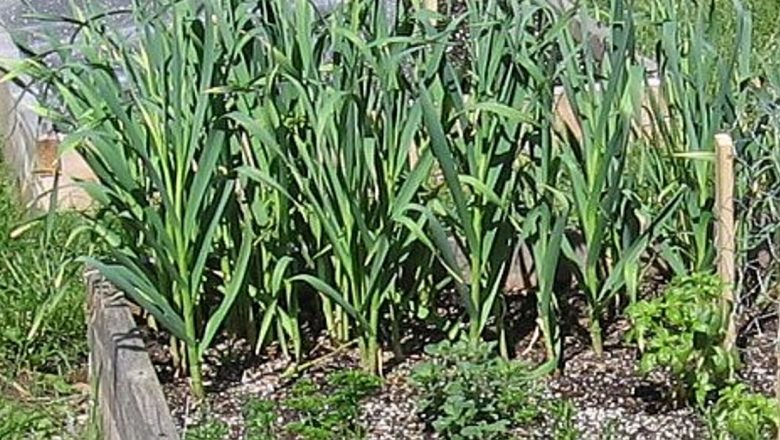 Plantele care îți pot proteja inima: O analiză detaliată a beneficiilor naturale
