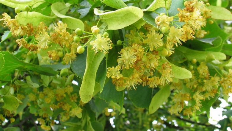 Teiul: Remediul Natural pentru Sănătate și Relaxare