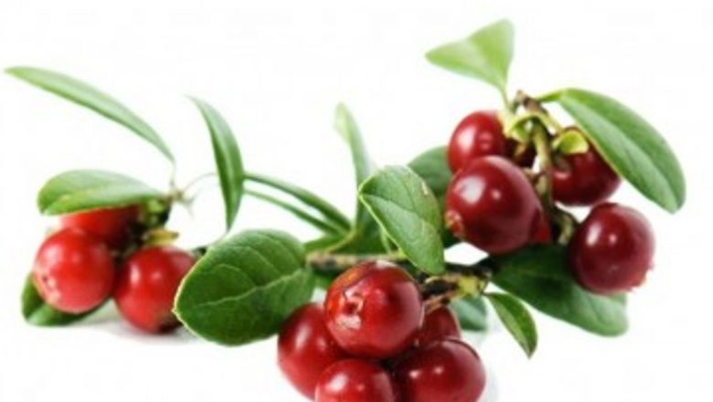 Plante diuretice: Remedii naturale pentru sănătatea căilor urinare