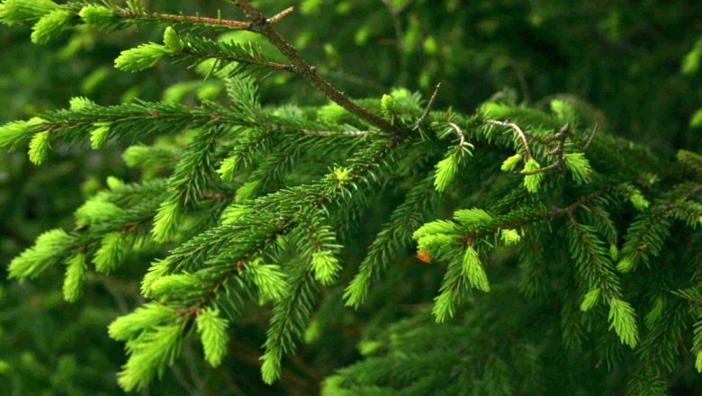 Beneficiile Mugurilor de Brad: Tratament Naturist cu O Istorie Străveche
