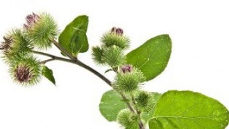 Descoperirea Plantelor Banale cu Efecte Extrordinare: Pirul, Rapița și Brusturele