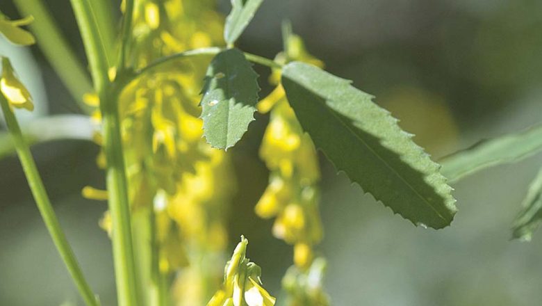 Sulfina: O Plante Medicinală cu Proprietăți Remarcabile pentru Ficat și Nu Nu Numai