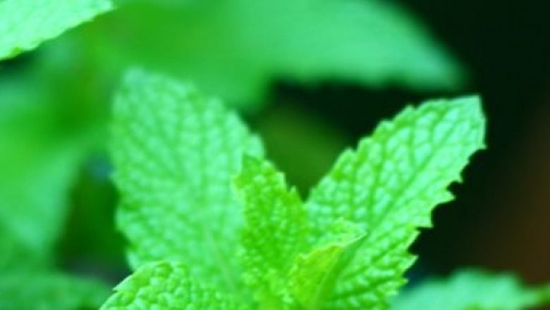Izma Bună: Beneficiile și Istoria Mentei în Medicina Populară și Gastronomie