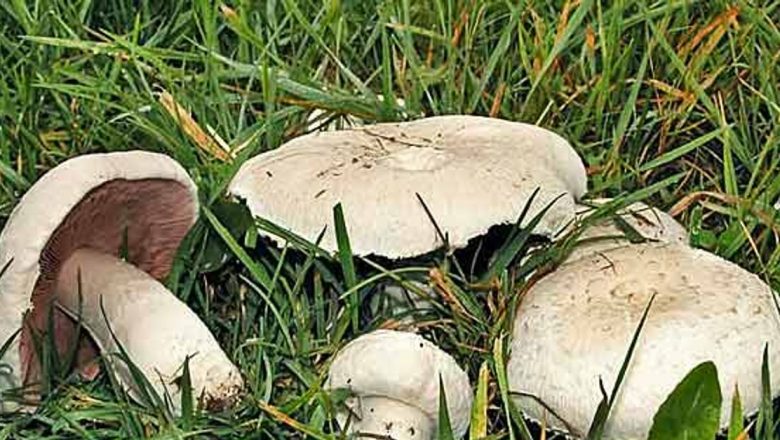 Beneficiile consumului de ciuperci: De ce să le integrezi în dieta ta ca alternativă la carne