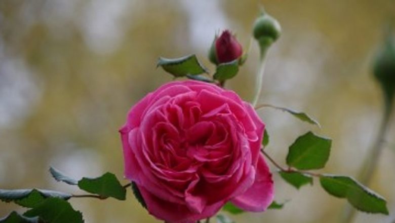 Trandafirii: Plantele Medicinale ale Naturii – Beneficii și Tratamente Naturiste