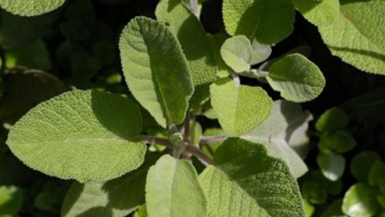 Salvia: Planta Minune din Antichitate până în Prezent – Beneficii și Tratamente Naturiste
